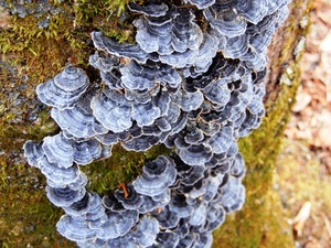 DSCN4415