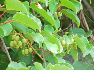 DSCN9510
