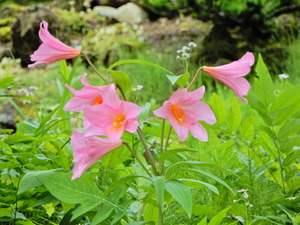 DSCN9767