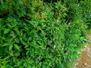 DSCN9483