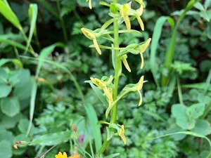 IMG_1098
