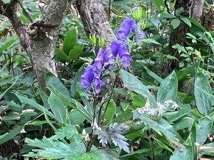 IMG_5993