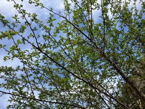 IMG_8886