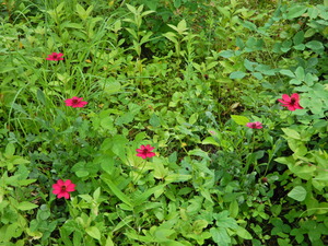DSCN0008