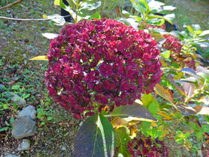 DSCN2110