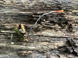 �J�����V�^�P1