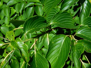 DSCN0357