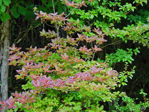 DSCN0176