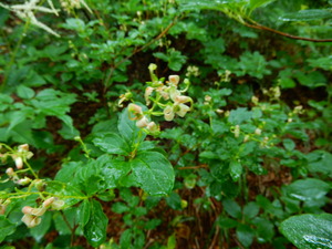 DSCN9540