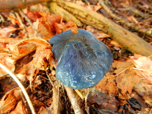 DSCN0250