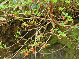 DSCN9959