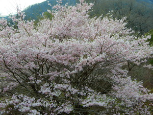 DSCN0653