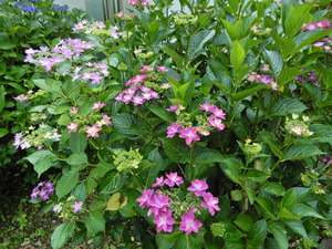 DSCN0029