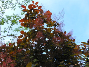 DSCN0347