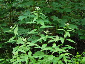 DSCN0289