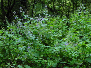 DSCN0218