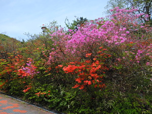 DSCN9746
