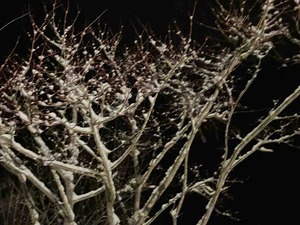 IMG_1379