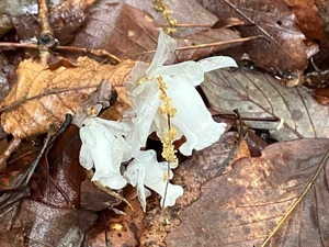 IMG_9353