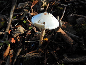 DSCN9396