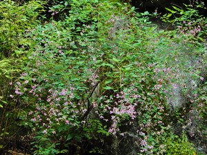 DSCN9687