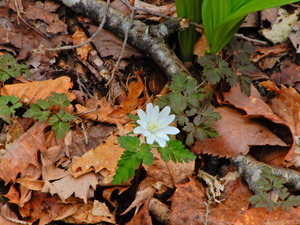 DSCN0686