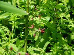 DSCN0602