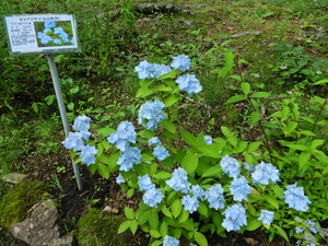 DSCN0052