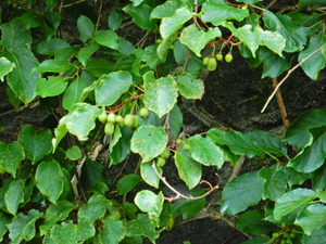 DSCN4013