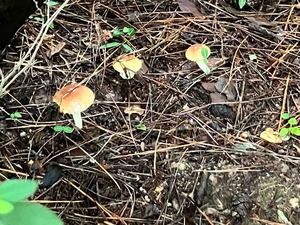 IMG_5676