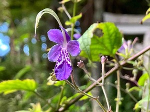 IMG_2978