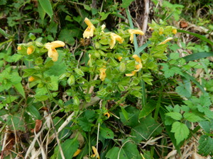 DSCN0460