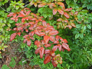 DSCN0242