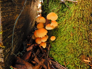 DSCN9418