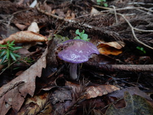 DSCN9774