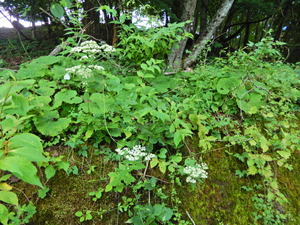 DSCN9867
