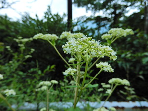 DSCN0323