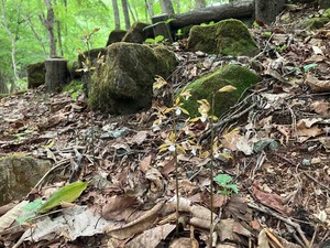 IMG_3484