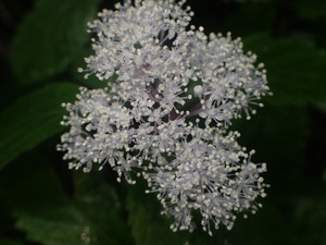 P6082981