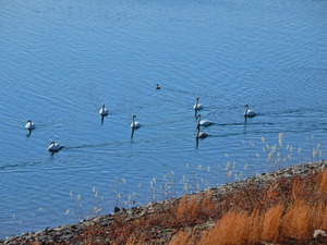 DSCN0077
