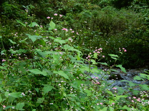 DSCN0501