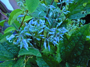 DSCN0179
