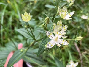 IMG_1985