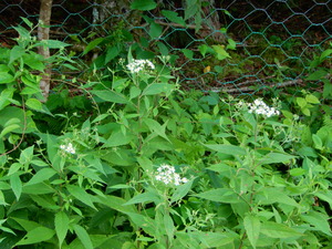 DSCN9963