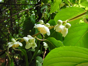DSCN0225