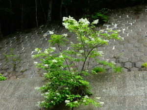 DSCN0234