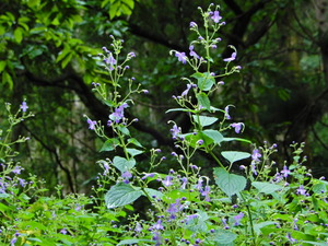 DSCN0220