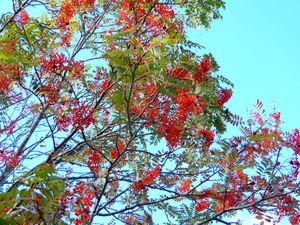 DSCN9927