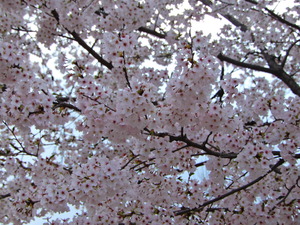 DSCN9747