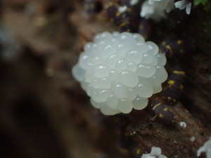 P6220201